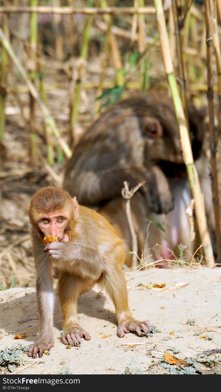 Monkey baby eating while his mother sitting on his back.