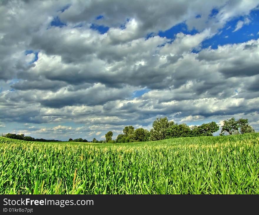 Cloudy day in the field. Cloudy day in the field