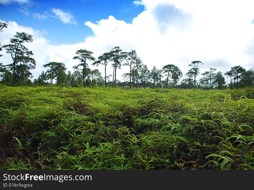 Fern Field and Pine Tree