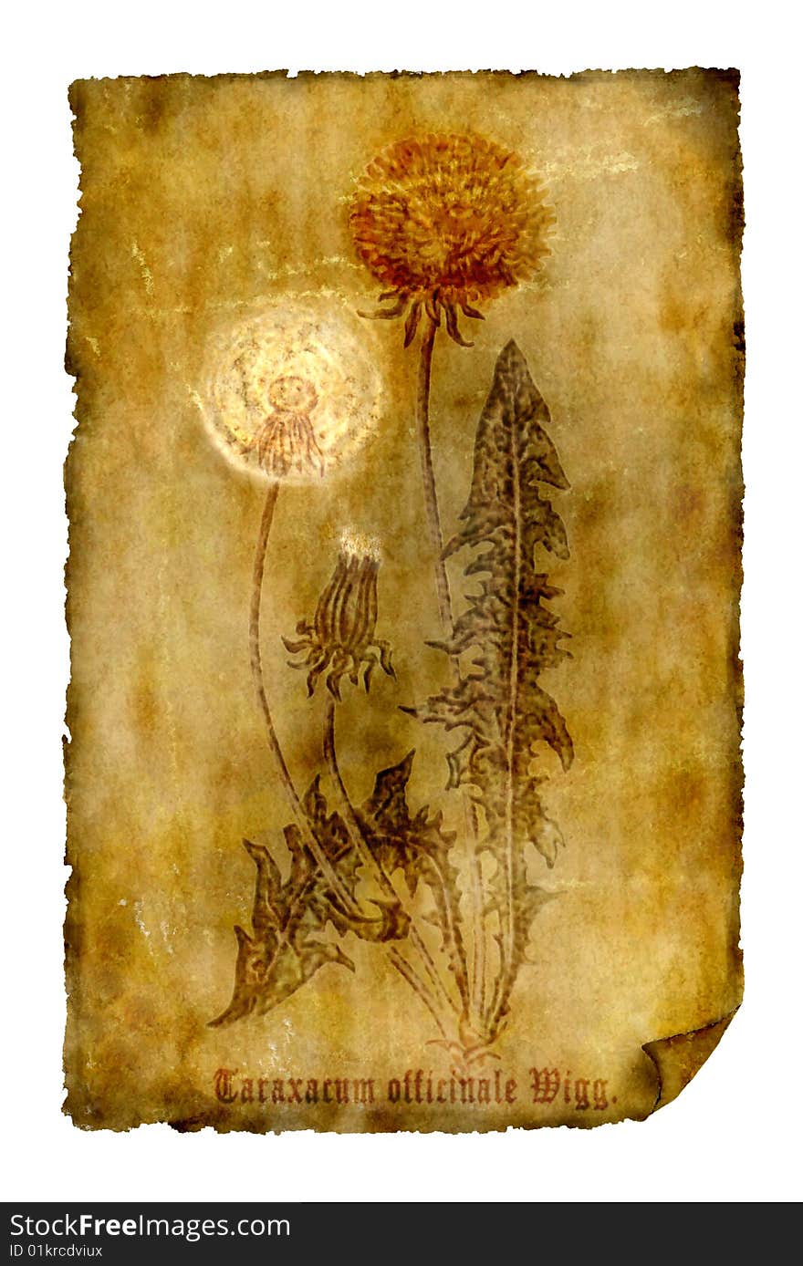 Old Paper With Dandelion