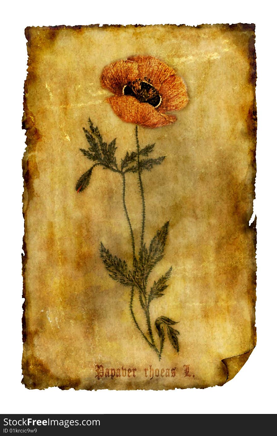 On a photo: Old paper with poppy