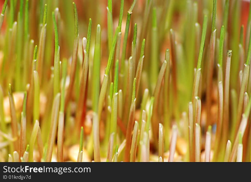 Growing wheat