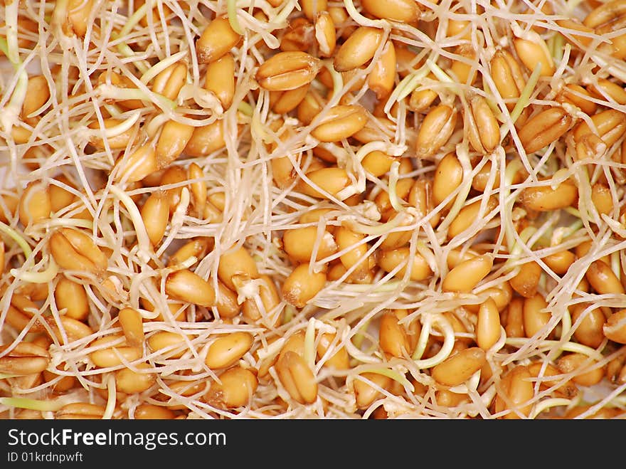 Growing wheat background