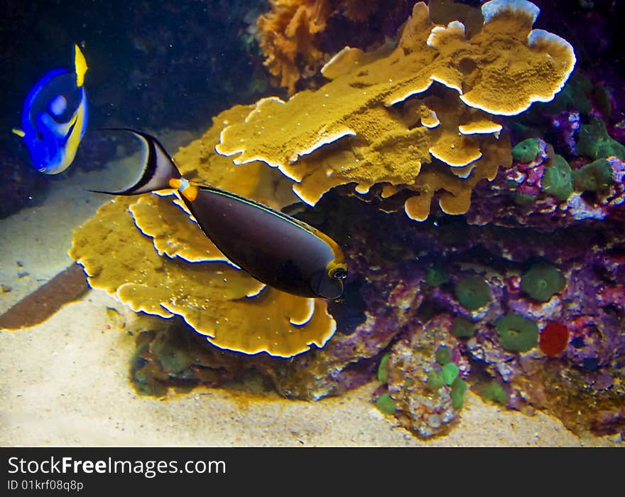 Beautiful Fish with great colors and great background. Beautiful Fish with great colors and great background