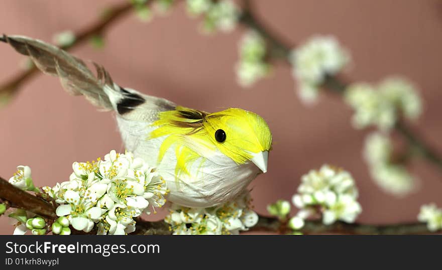 Sparrow on plum tree