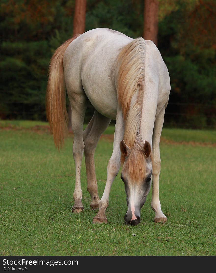 Grey Arabian filly grazing in pasture