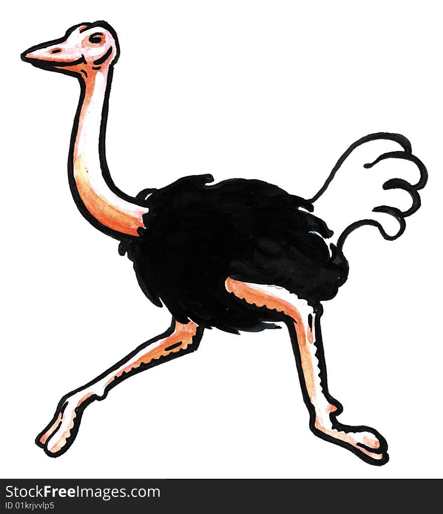 Ostrich wild bird in run. Ostrich wild bird in run