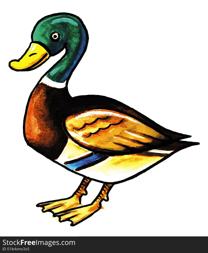 Brown wild duck