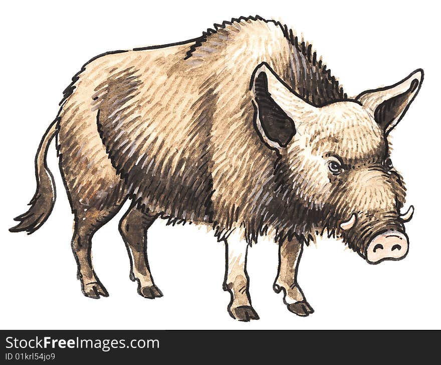 Wild swine