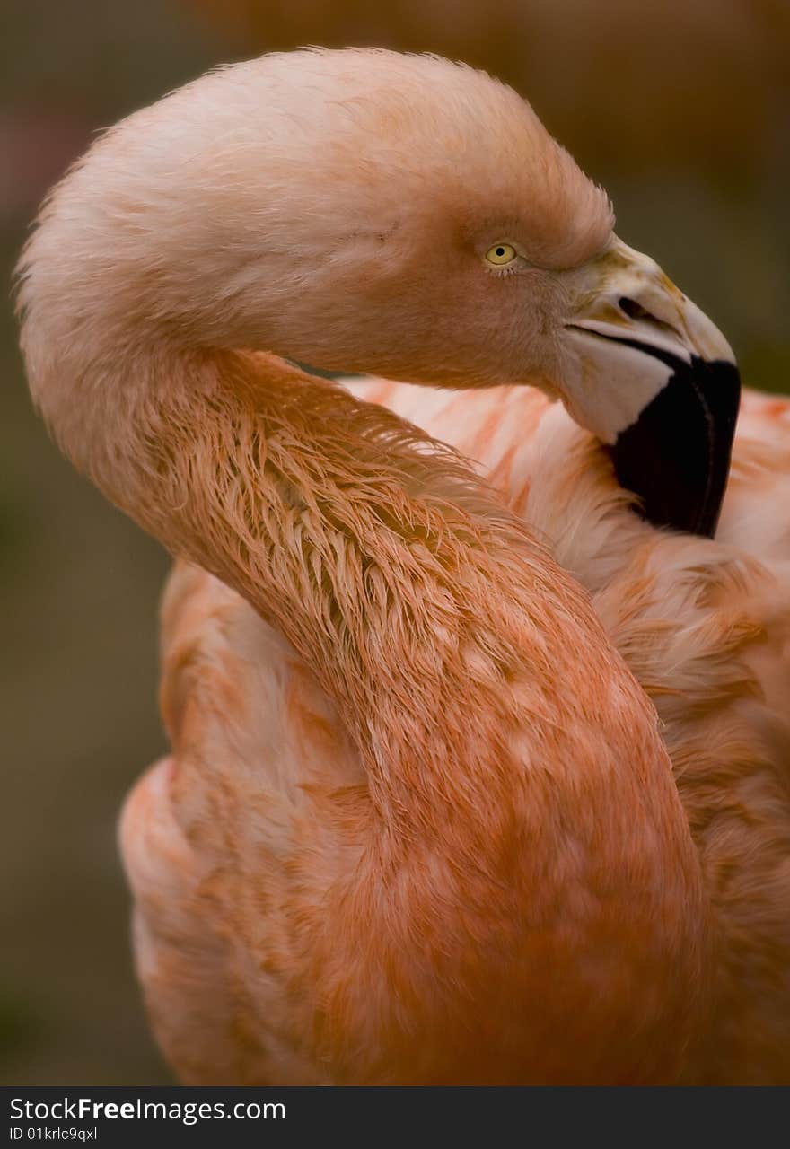 Close up of Flamingo preening. Close up of Flamingo preening