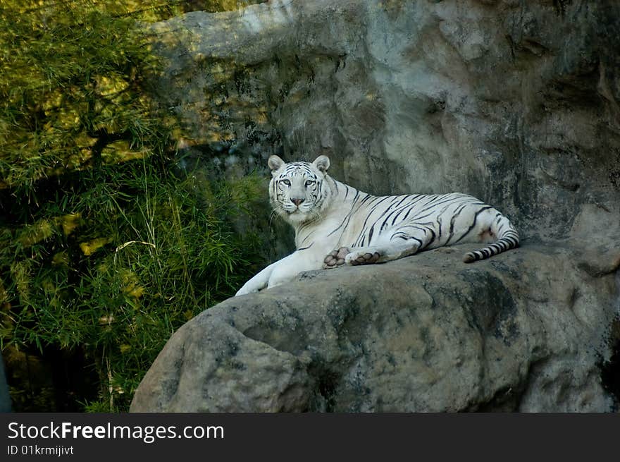 White Tiger