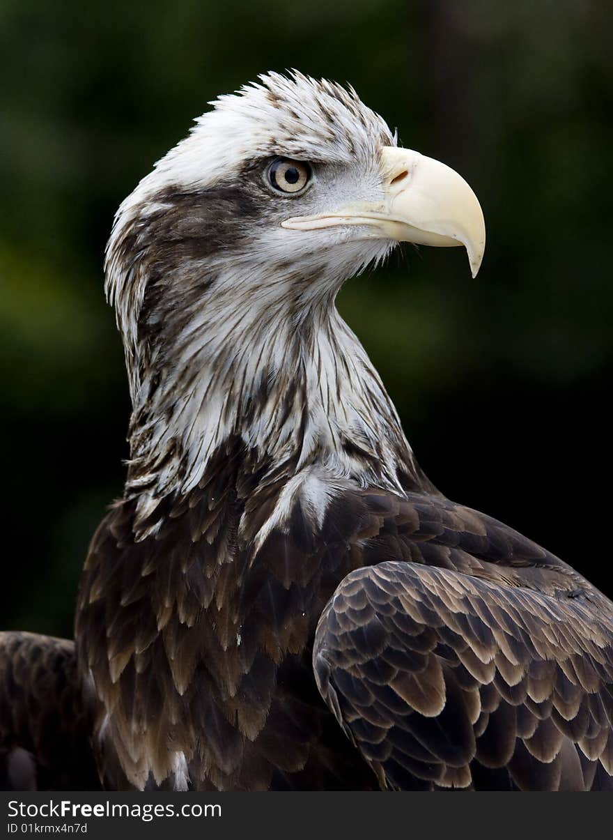 Profile image of a young American Bald Eagle. Profile image of a young American Bald Eagle