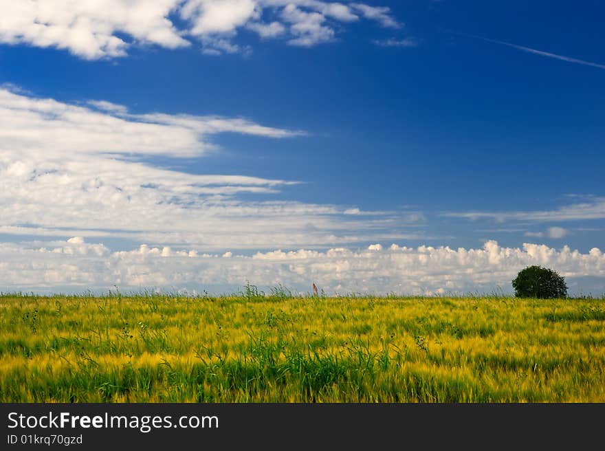 Yellow Meadow