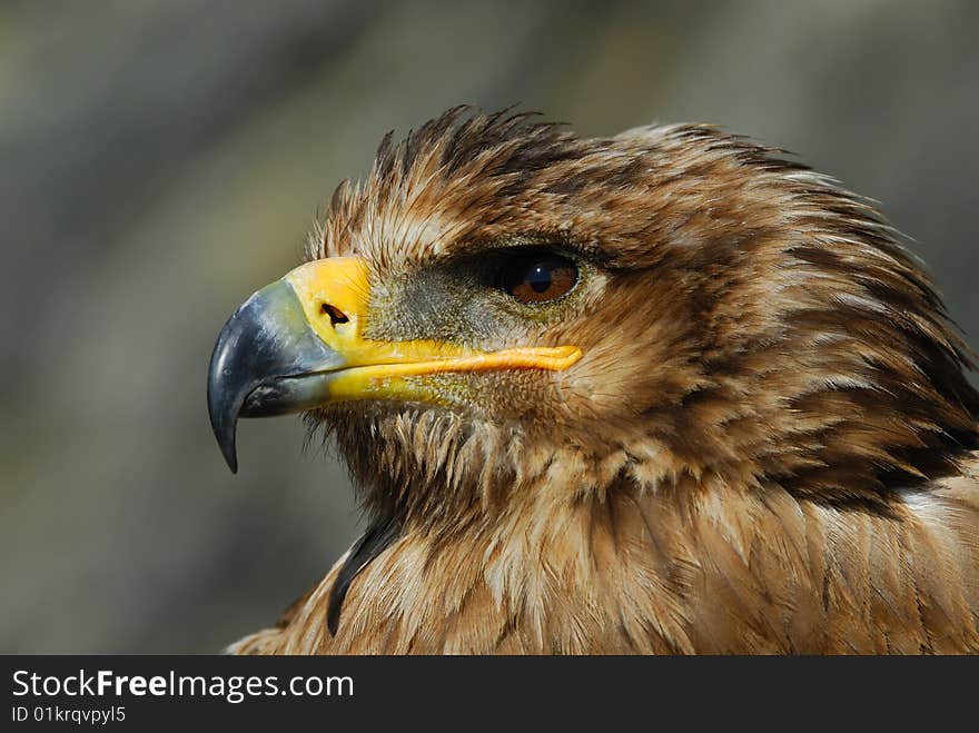 Close-up of a steppe eagle (Aquila nipalensis)