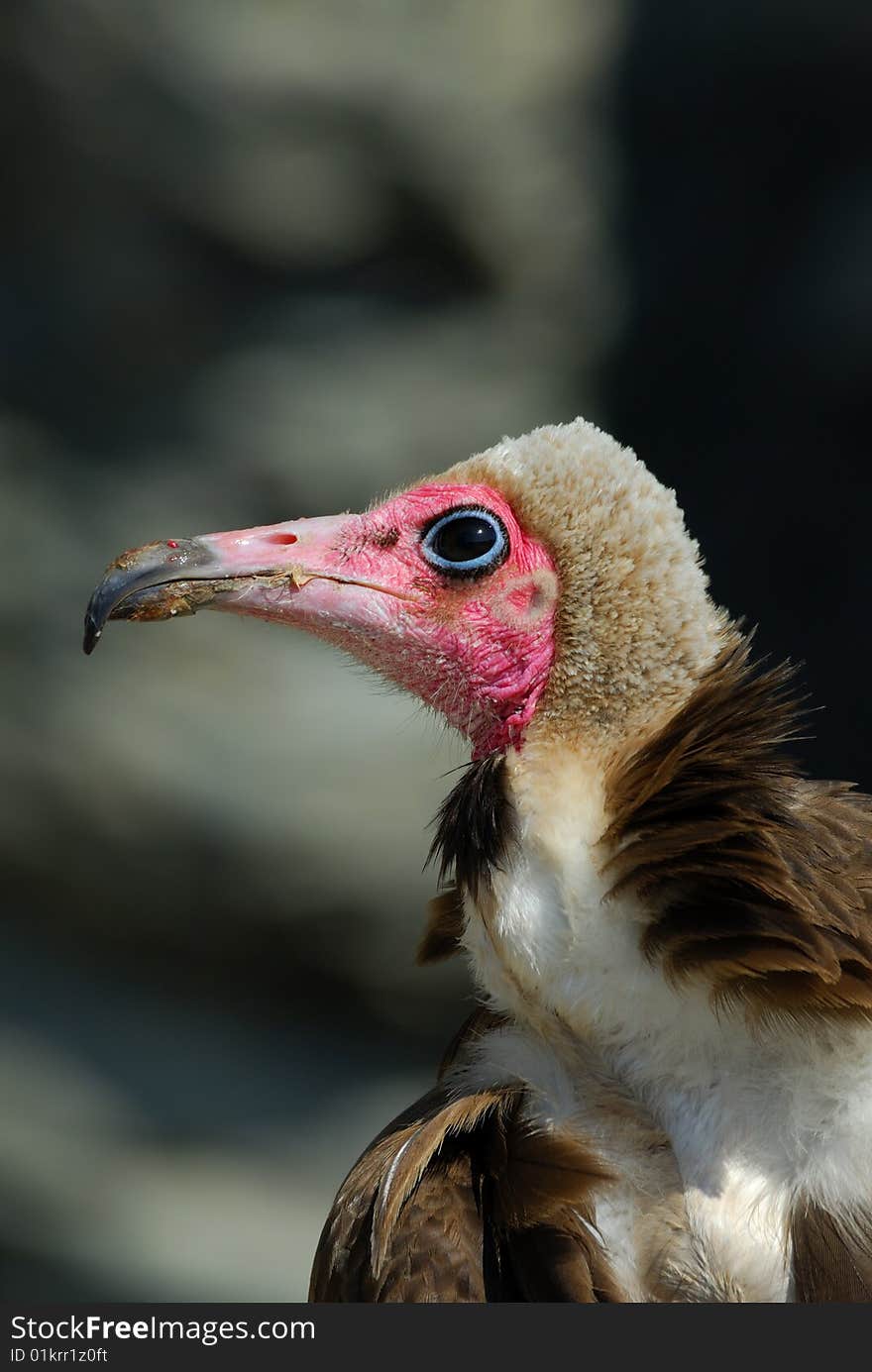 Hooded Vulture