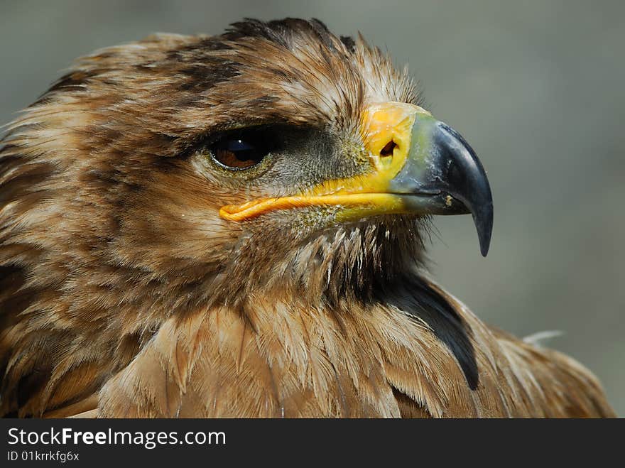 Close-up of a steppe eagle (Aquila nipalensis)