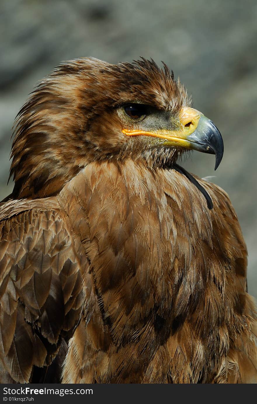 Close-up of a steppe eagle (Aquila nipalensis)