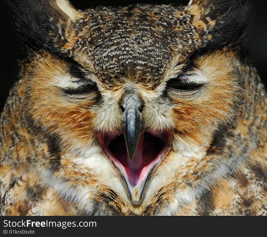 Close-up of a beautiful Eagle Owl (bubo bubo)