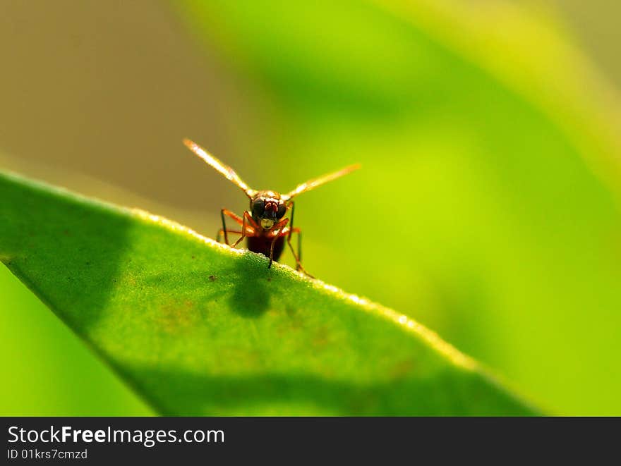 A insect is eating food