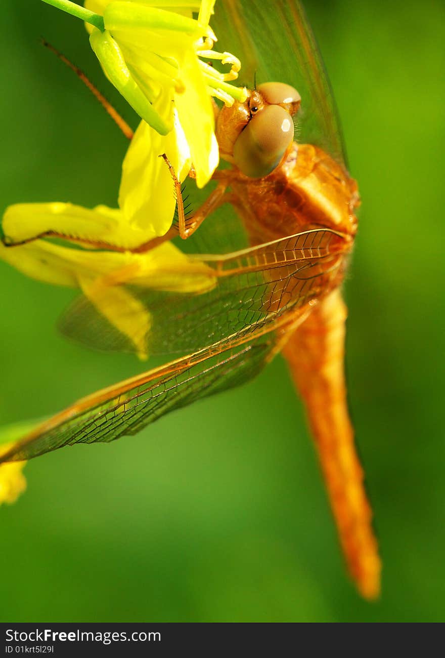 A dragonfly eating the flower