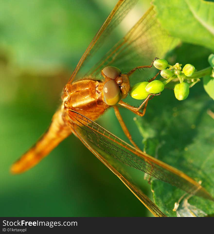 The dragonfly eating cole flower