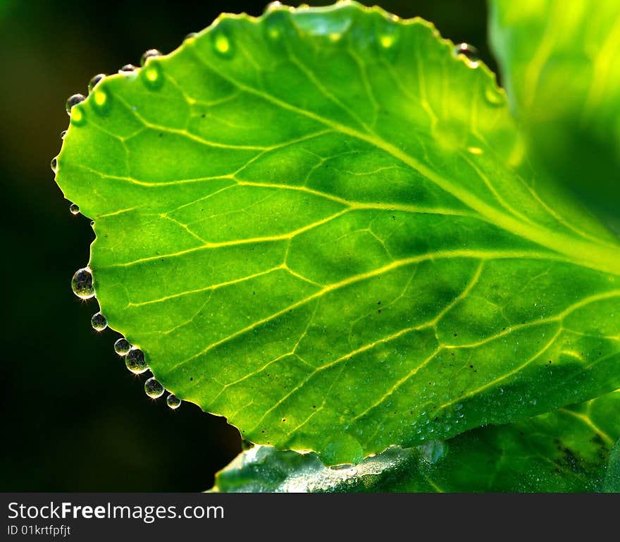 The dewdrops are beautiful in morning