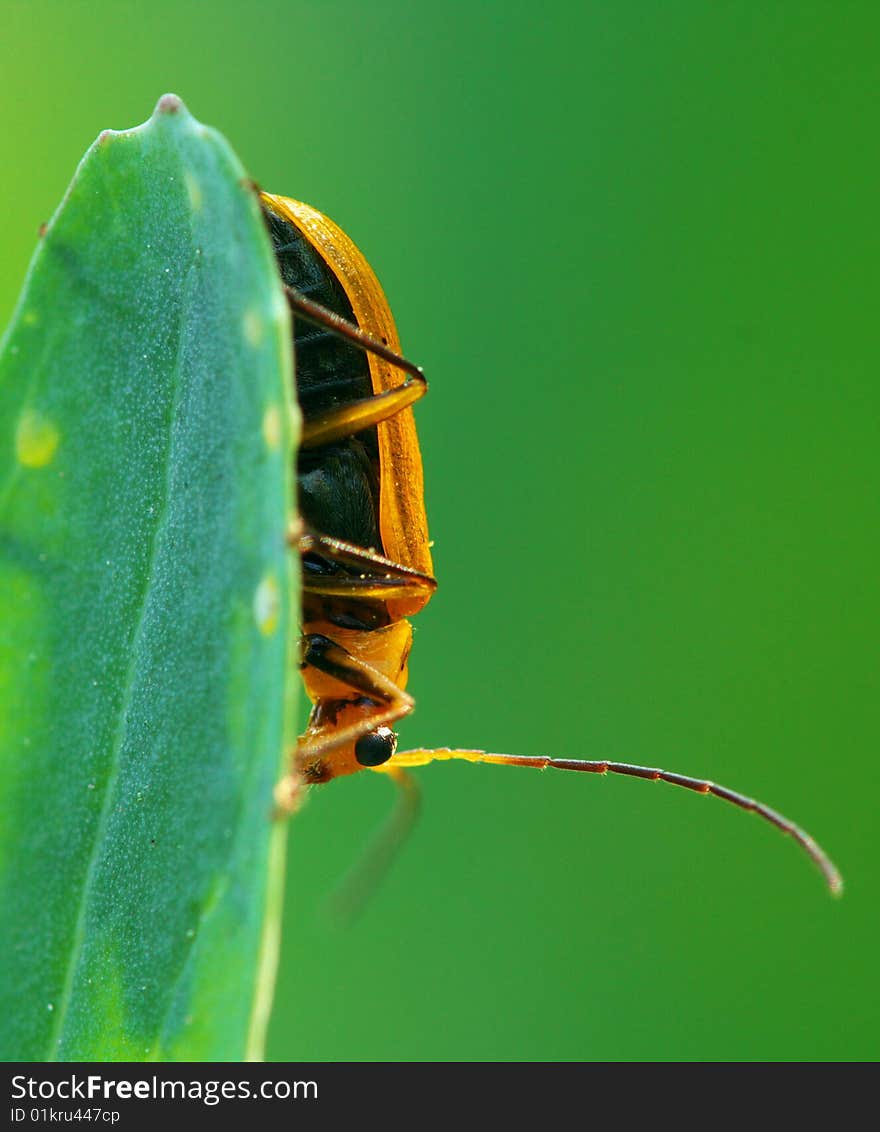 A beetle in the garden