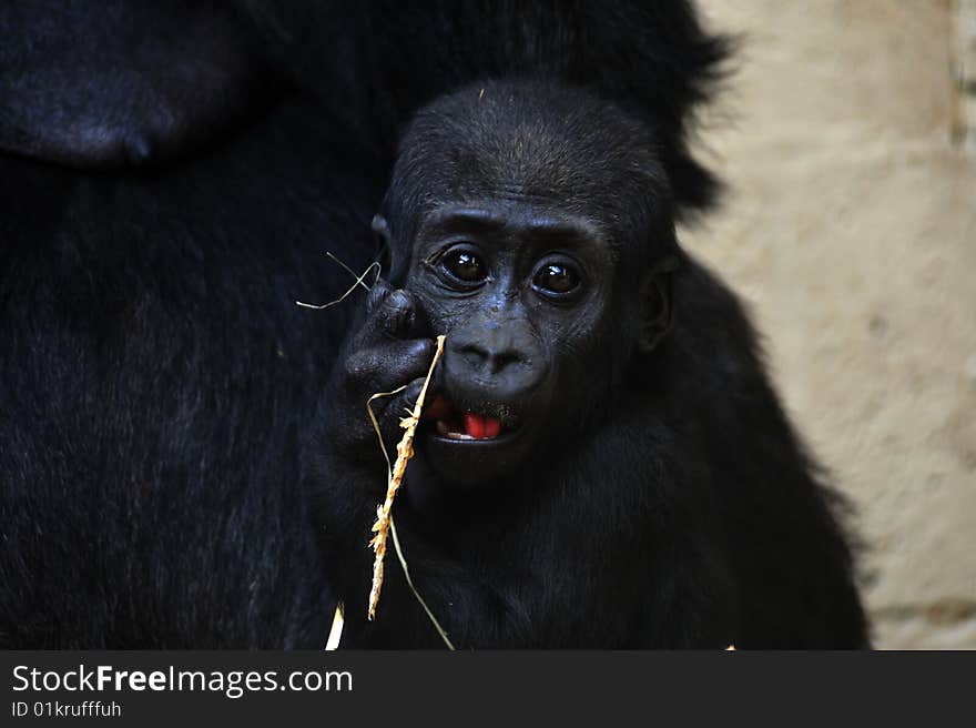 Close-up of a a cute baby gorilla