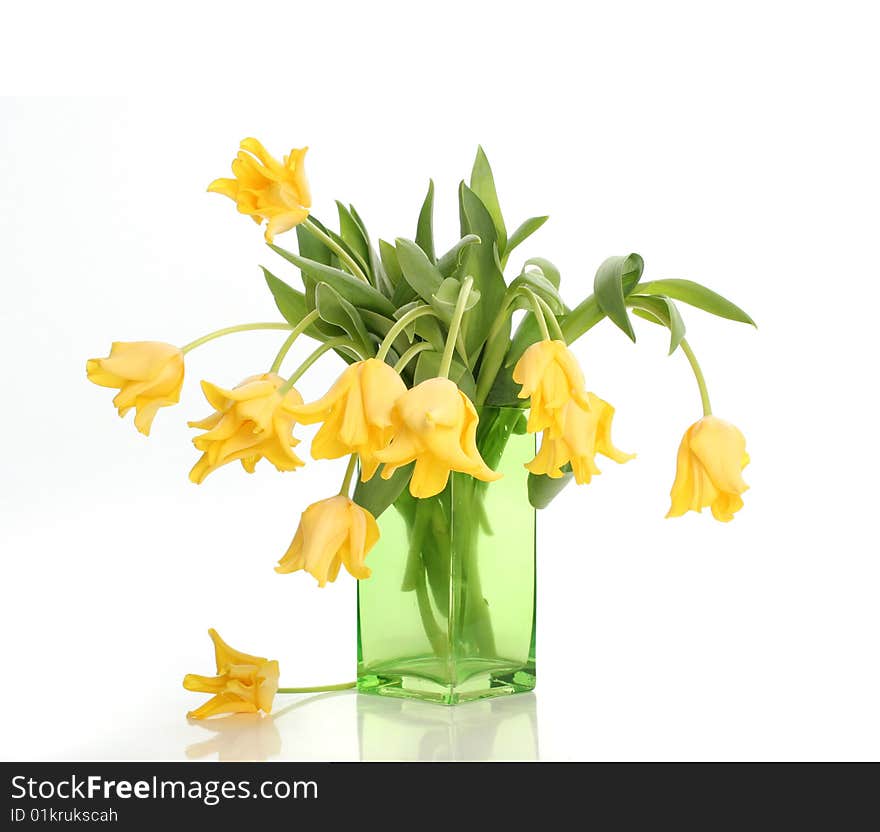 Bright yellow tulips isolated on white. Bright yellow tulips isolated on white