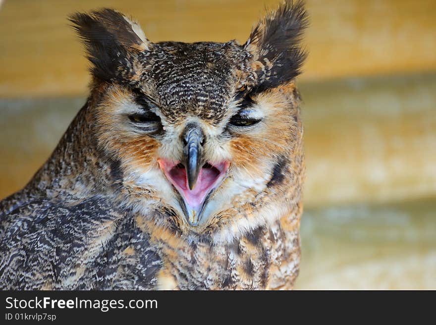 Close-up of a beautiful Eagle Owl (bubo bubo)