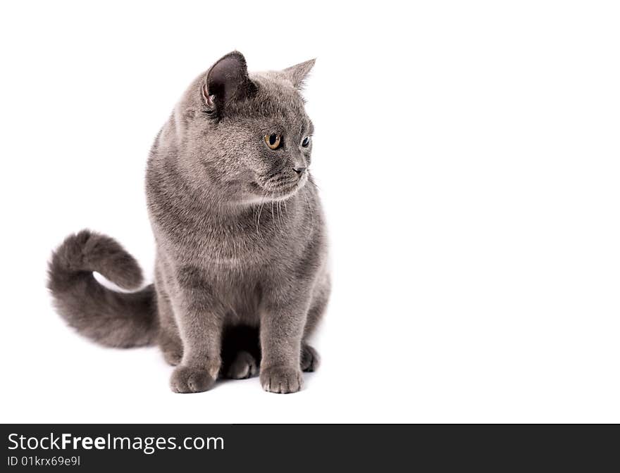 Russian blue cat