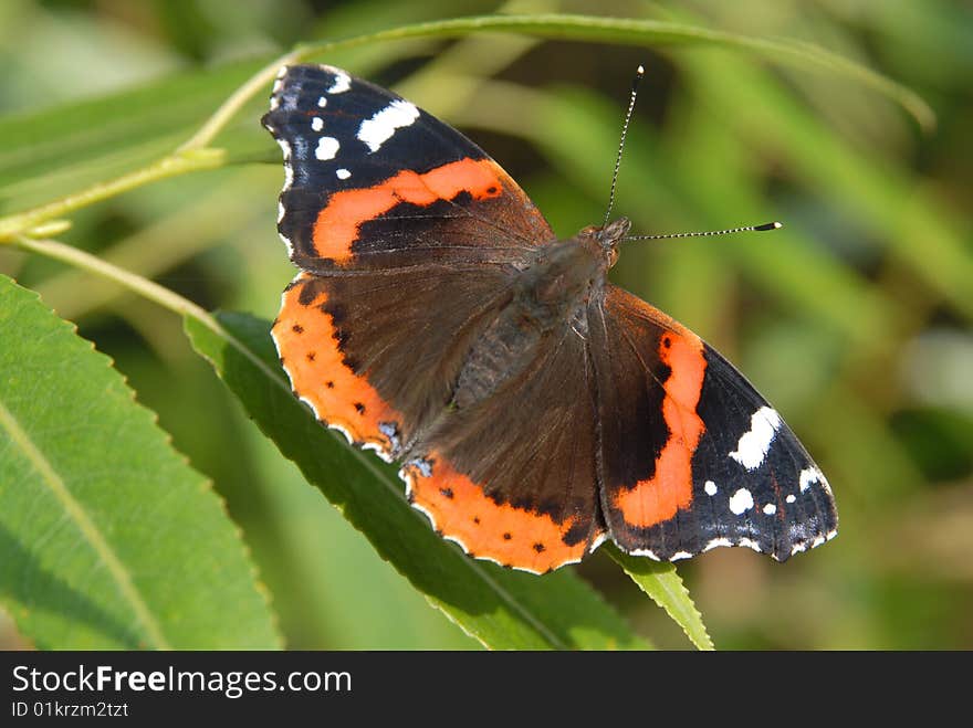 Butterfly on leaves