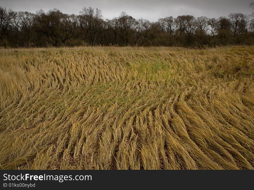 Dry Grass Bending In The Wind