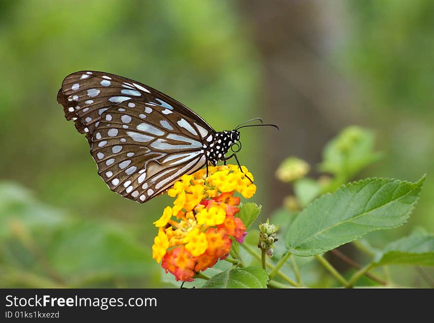 Tirumala limniace