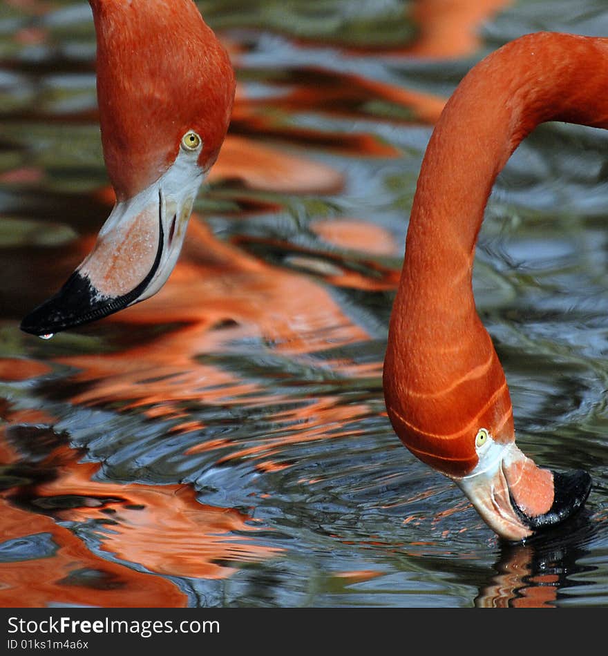 Two heads of flamingo's drinking from a pool. Two heads of flamingo's drinking from a pool