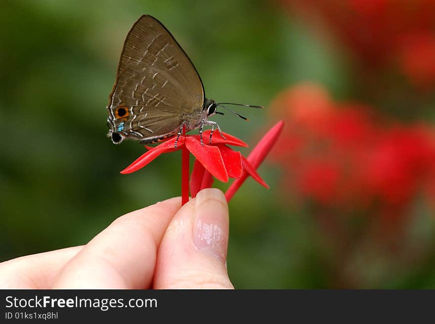 This is only a butterfly named Deudorix epijarbas menesicles