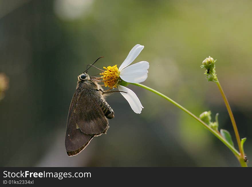 This is  a butterfly named  Badamia exclamationis