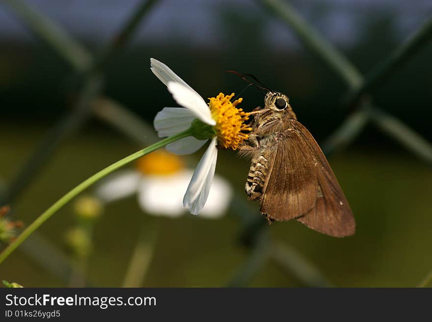 This is a butterfly named Badamia exclamationis