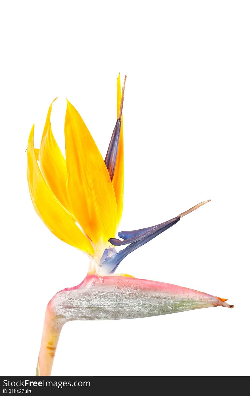 Bird of paradise flower, Strelitzia, isolated on white background