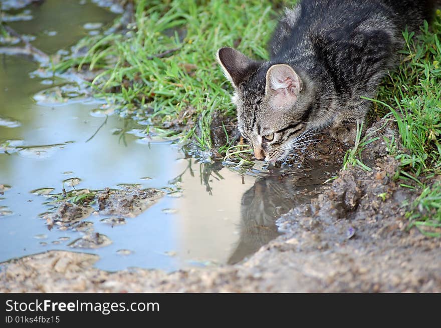 The cat is drinking from the puddle. The cat is drinking from the puddle.