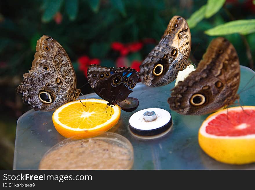 Butterfly feeding in Amsterdam Zoo