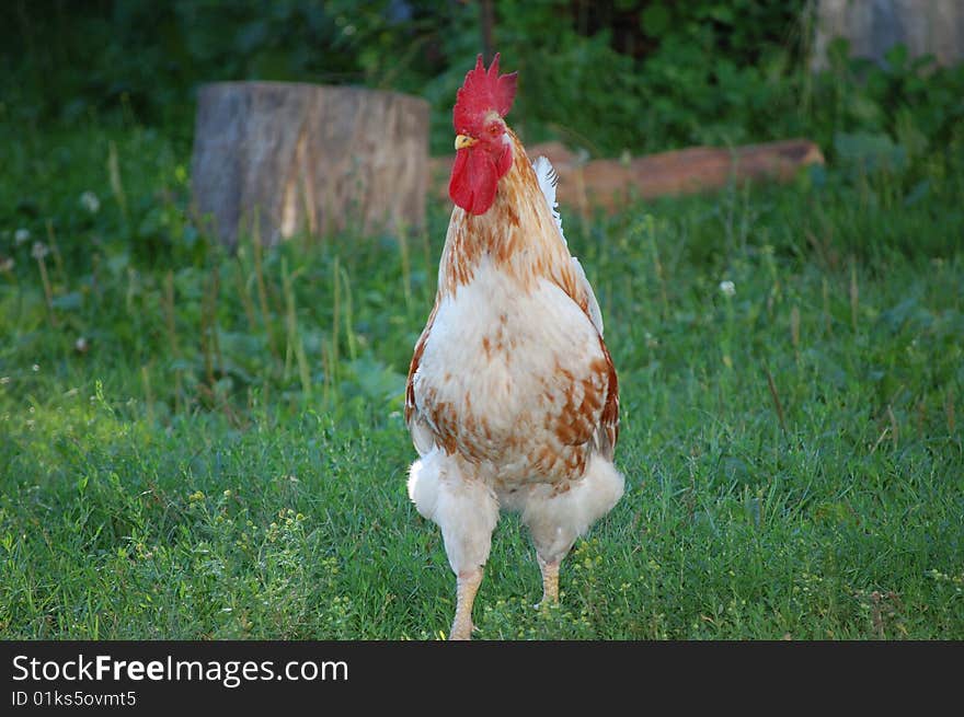 The cock is standing in the back-yard.