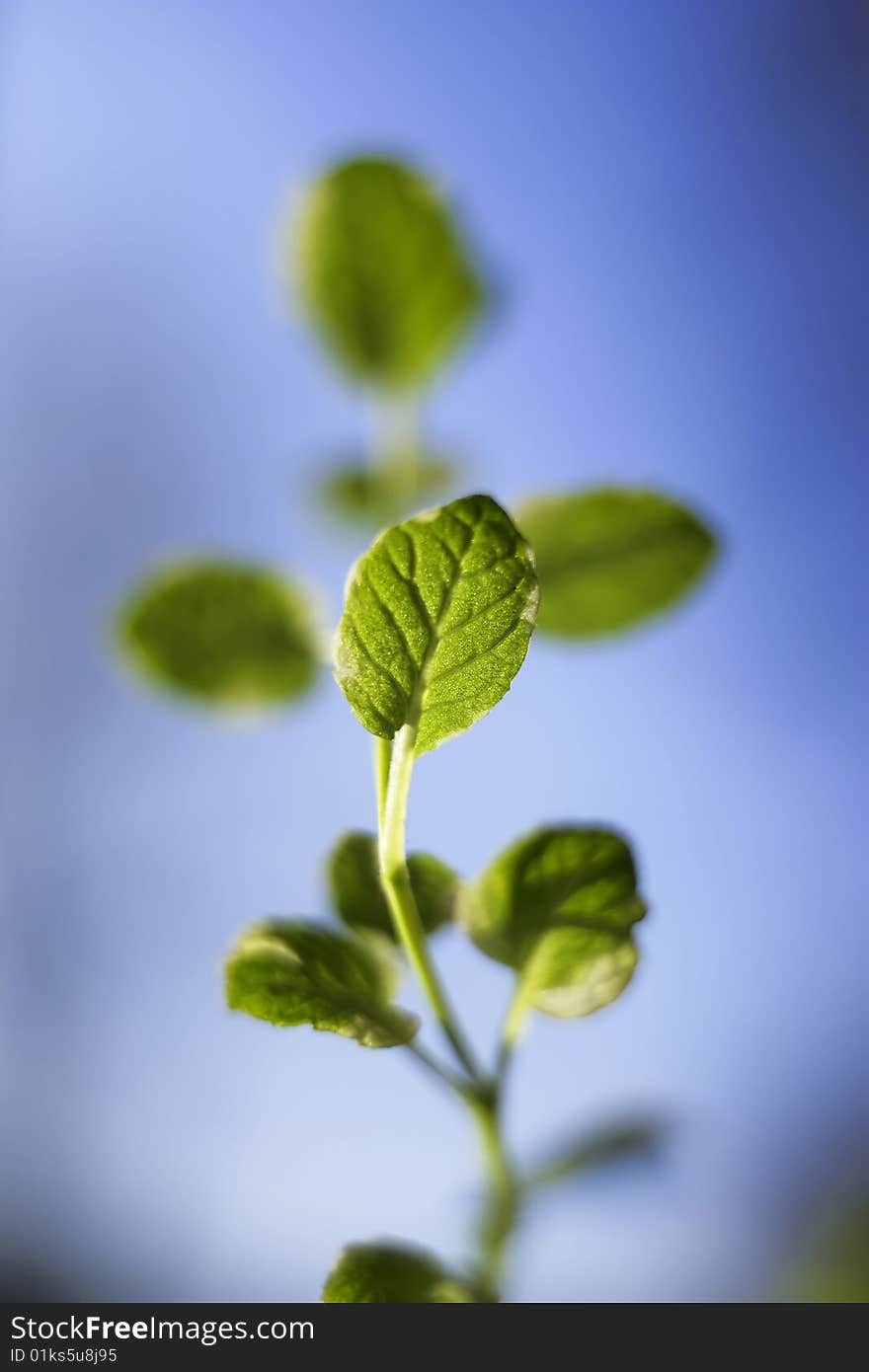 Very shallow depth of field on growing leaf on a young plant. Very shallow depth of field on growing leaf on a young plant