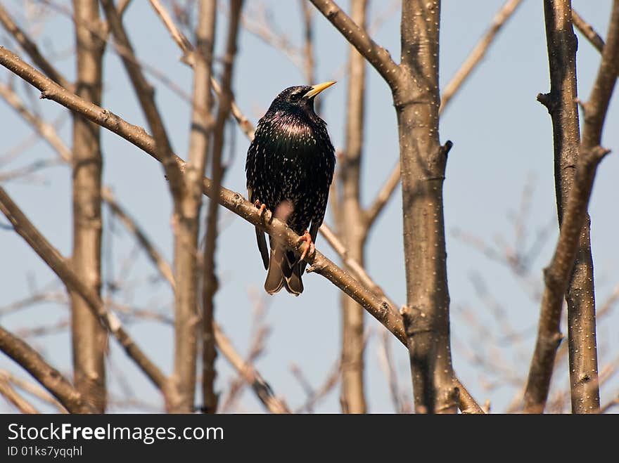 A starling sits on the branch of tree