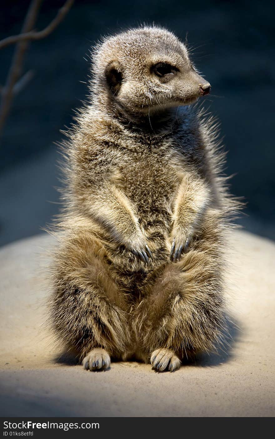 Meerkat 11