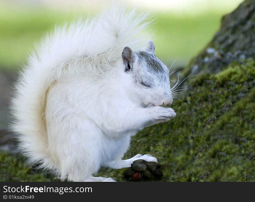 White Squirrel And Food