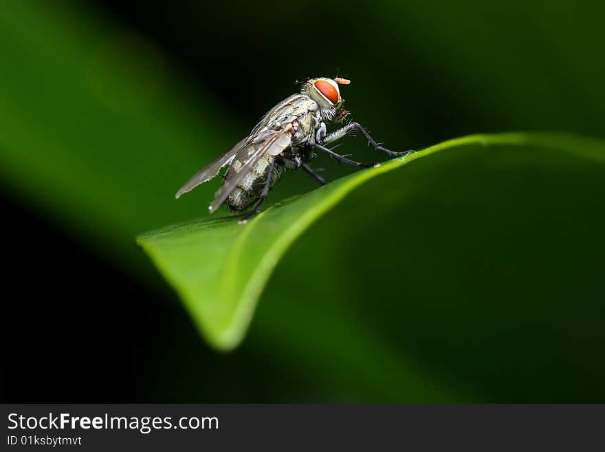 Close up of fly standing on green leaf.