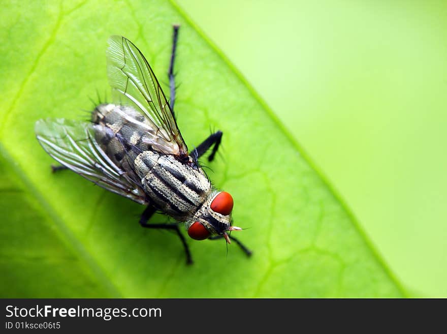 Close up of fly standing on green leaf.