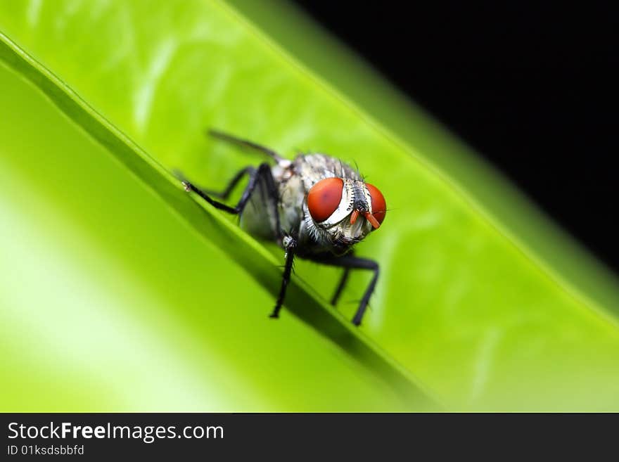 Close up of fly standing on green leaf.