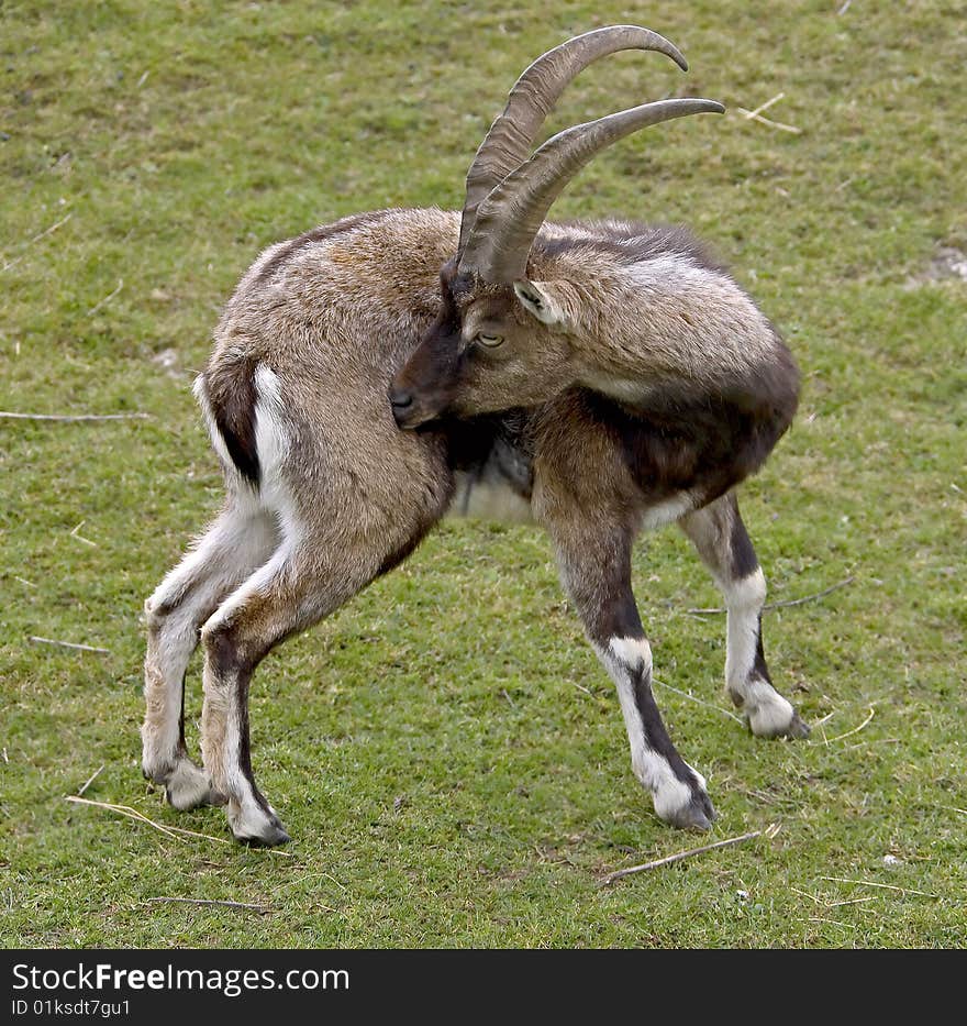 Cretan wild goat 1